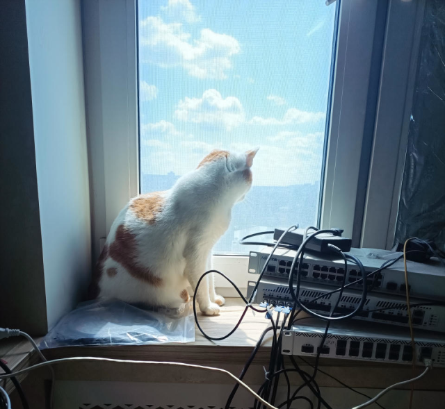 cat1.png